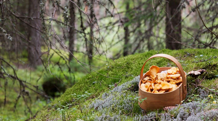 En skogsscen med en korg full av svamp placerad på mossig mark, omgiven av träd och grönska som skapar en lugn och naturnära stämning.