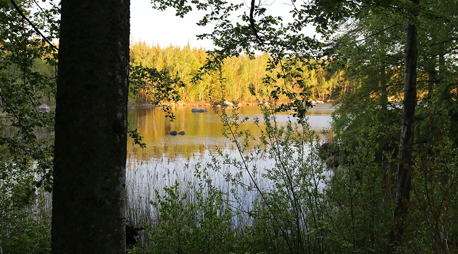 Bild på en sjö i solljus