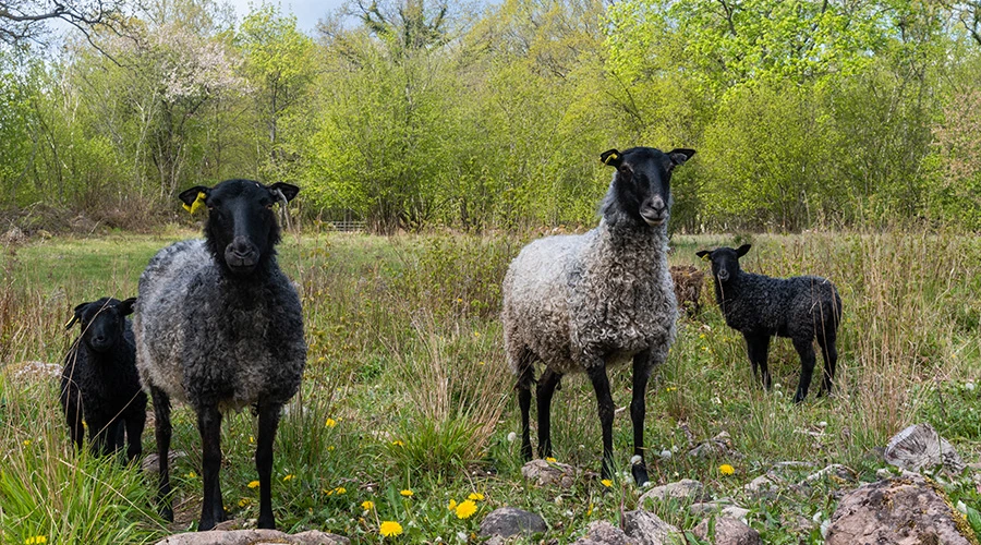 Får och lamm i en hage på sommaren