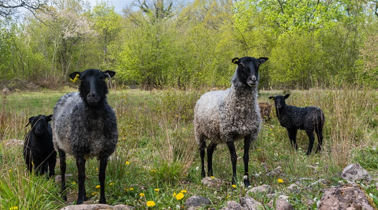 Får och lamm i en hage på sommaren