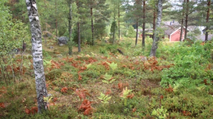 fastighetstomt med träd