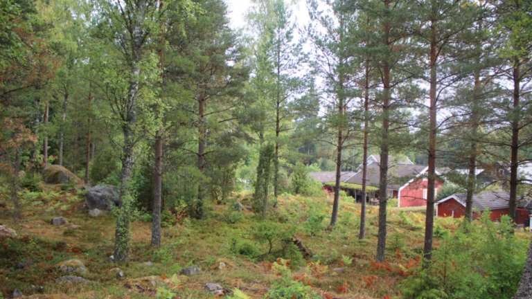 Tomt med träd