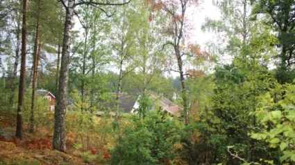 Träd med skymtande hus
