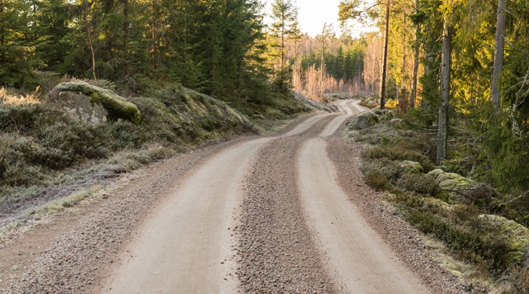 Grusväg genom skog
