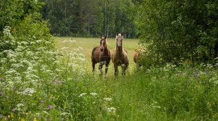 Hästar i en hage på sommaren