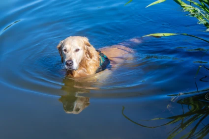 Golden retriever som simmar i en sjö