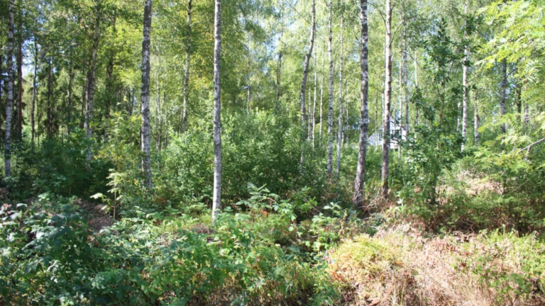 Träd på en villatomt