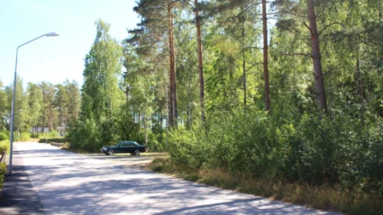 Väg med skog vid sidan av
