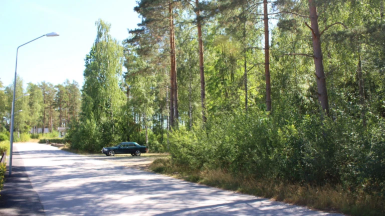 Väg med skog vid sidan av