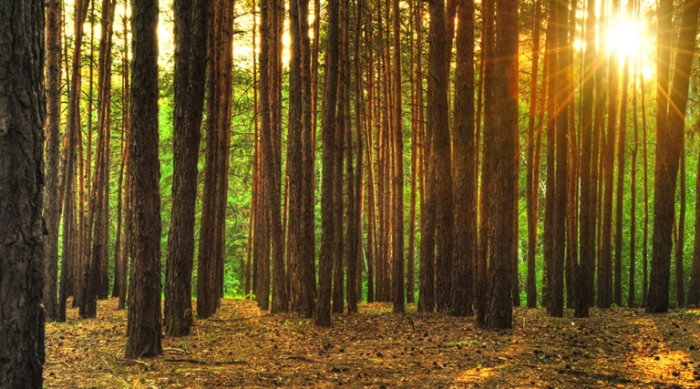 Solen lyser mellan träden i en skog