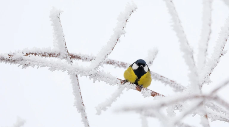 En liten fågel sitter på en gren med snö